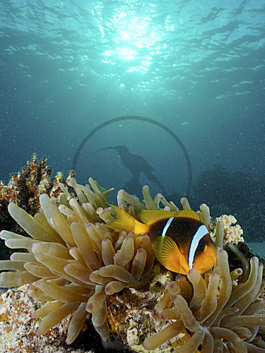 Rotmeer-Anemonenfisch
