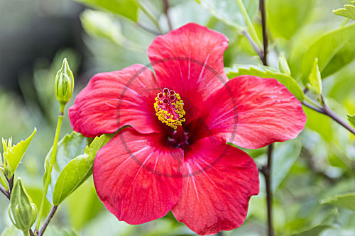 hibiscus rosa sinensis HIBISCUS