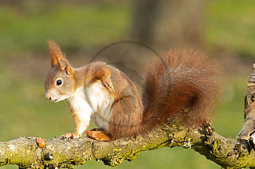 Eichhörnchen