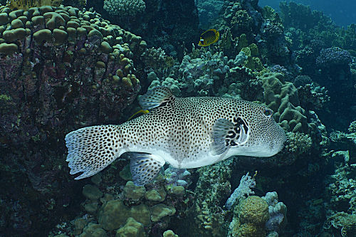 Riesenkugelfisch