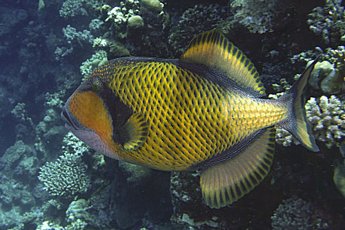 Balistoides Viridescens