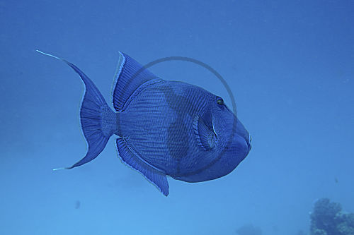 Blaustreifen-Drückerfisch