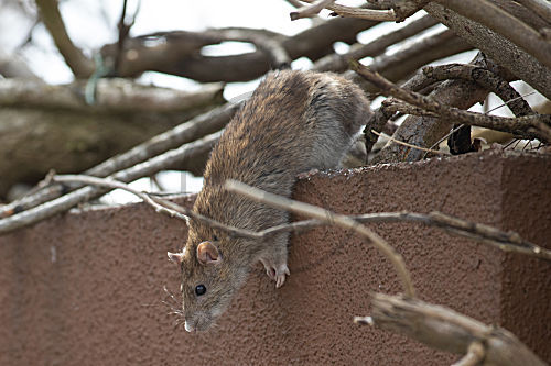 Wanderratte