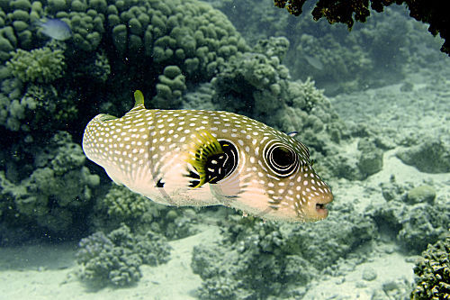 Weißflecken-Kugelfisch