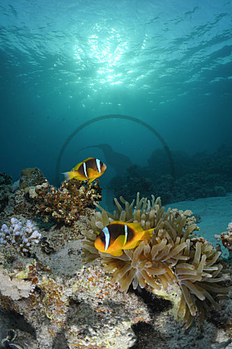 Rotmeer-Anemonenfisch