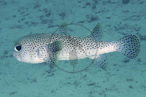Gepunkteter Igelfisch