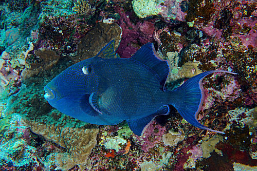 Blaustreifen-Drückerfisch