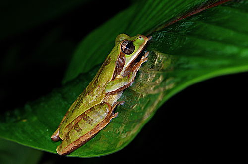 Costa Rica-Laubfrosch