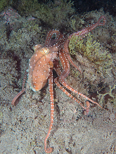 Weißgefleckter Oktopus
