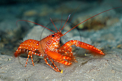 Roter Atlantik Riffhummer