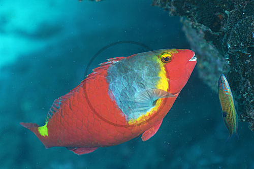 Europäischer Papageifisch