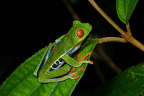 Rotaugenlaubfrosch
