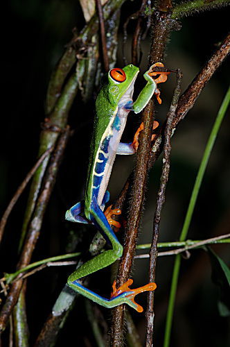 Rotaugenlaubfrosch