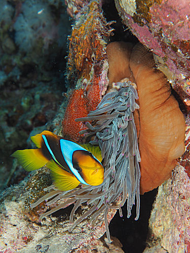 Rotmeer-Anemonenfisch