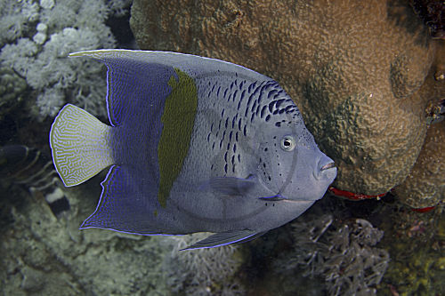 Arabischer Kaiserfisch
