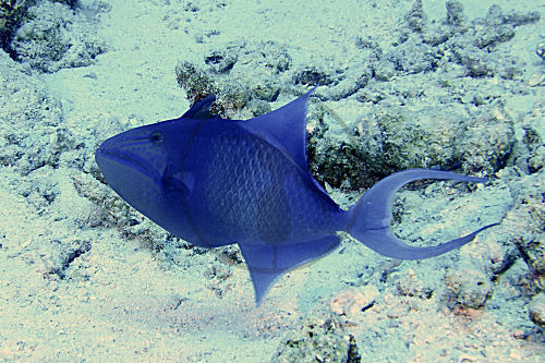 Rotzahn-Drückerfisch