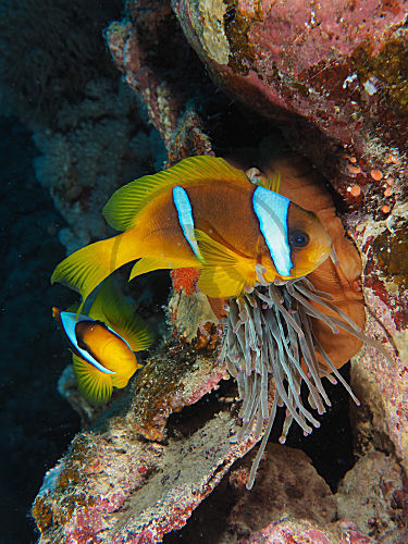 Rotmeer-Anemonenfisch