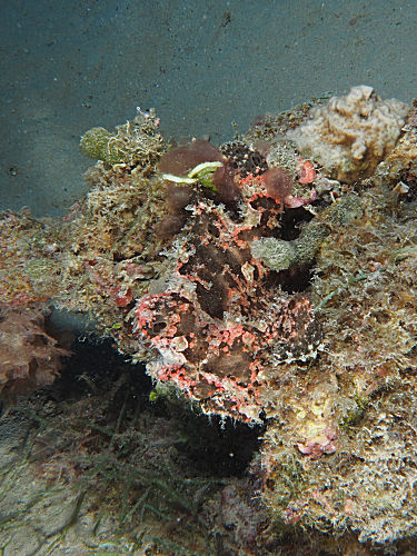 Riesen-Anglerfisch