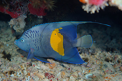 Arabischer Kaiserfisch