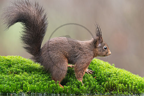 Eichhörnchen im Moos