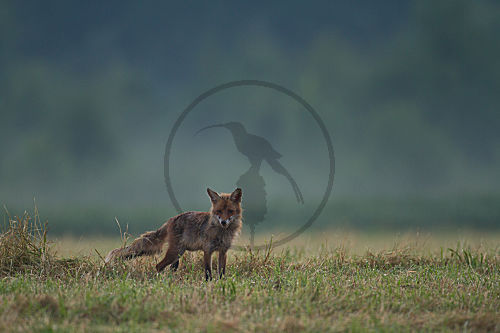 Fuchs