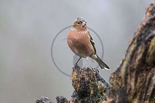 Buchfink Männchen