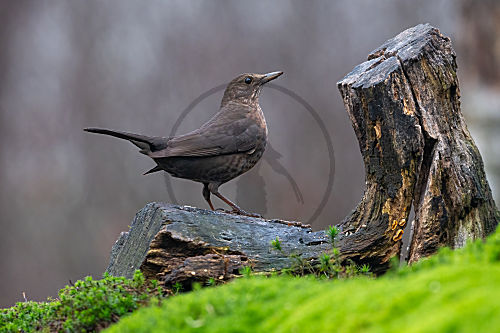 Amsel