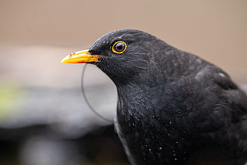 Amsel
