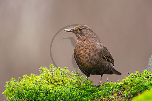 Amsel im Moos