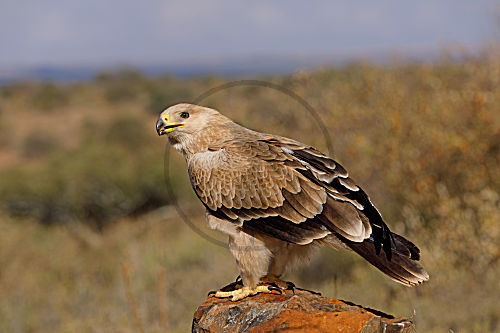 Savannenadler