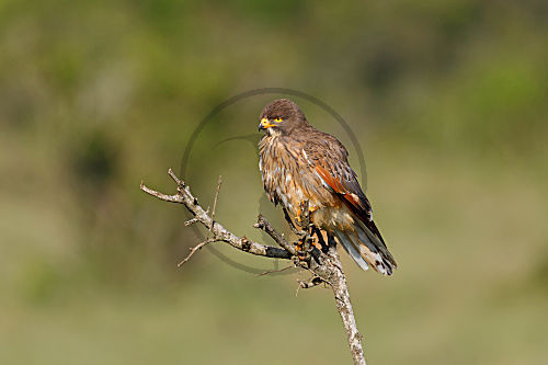Heuschreckenbussard