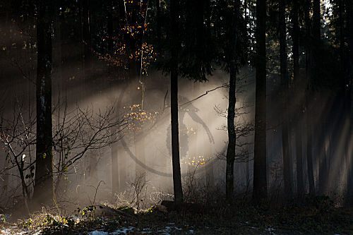 Wald, Fichtenwald