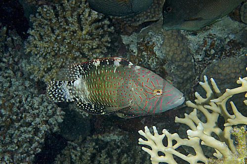 Abudjubbes-Prachtlippfisch
