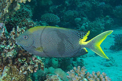 Tüpfel-Kaninchenfisch