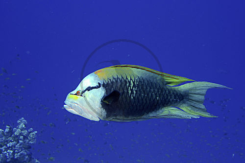 Stülpmaullippfisch