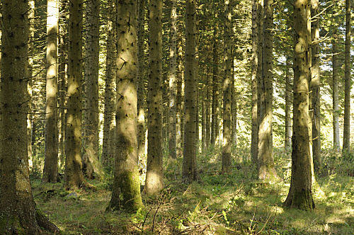 Lichter Tannenwald