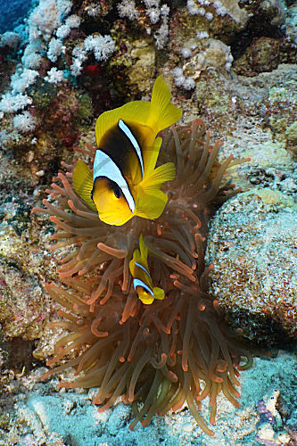 Rotmeer-Anemonenfisch