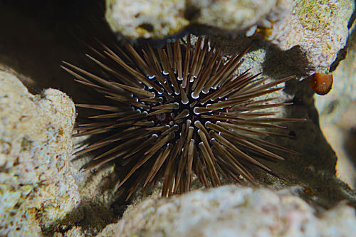 Mathaeus' Seeigel