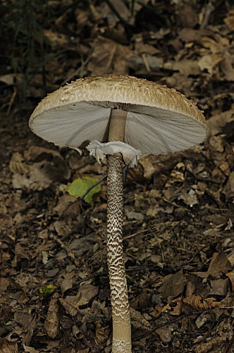 Feinschuppiger Schirmpilz
