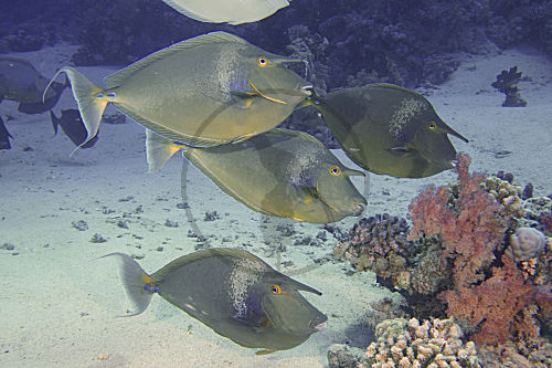 Kurznasen-Doktorfisch