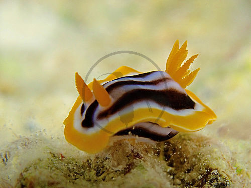 Afrika-Sternschnecke