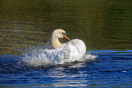 Höckerschwan