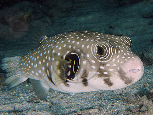 Weißflecken-Kugelfisch