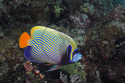 Imperator-Kaiserfisch