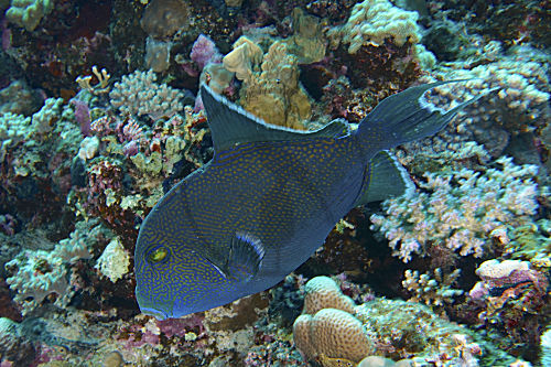 Blaustreifen-Drückerfisch