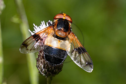 Gemeine Waldschwebfliege, Gemeine Hummel-Schwebfliege