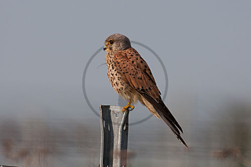 Turmfalke