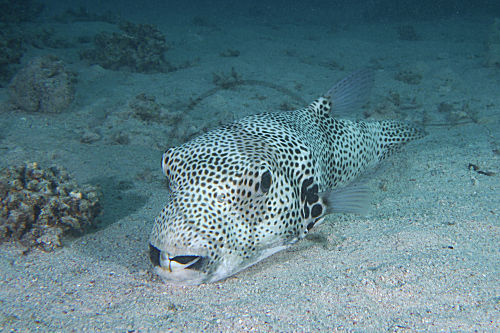 Riesenkugelfisch