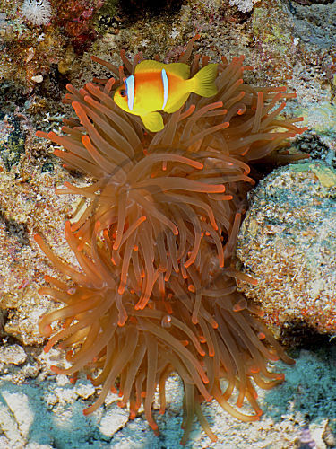 Blasenanemone