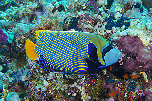 Imperator-Kaiserfisch